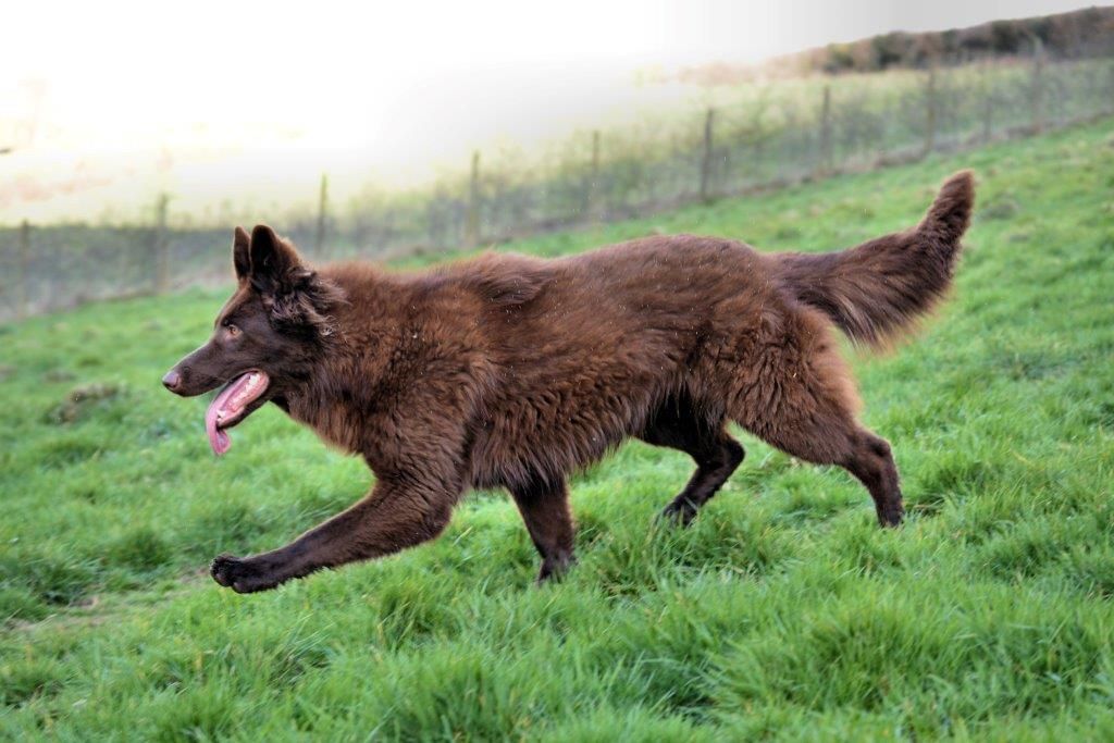 Liver long haired german shepherd shop